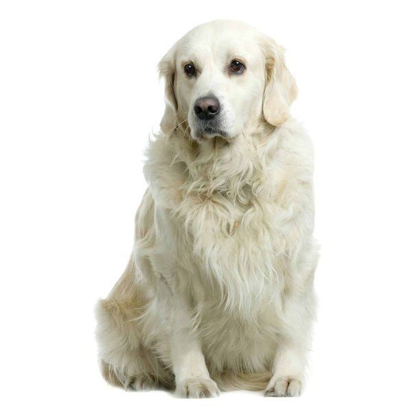 ¿Cómo construir lealtad del cliente en un entorno competitivo?