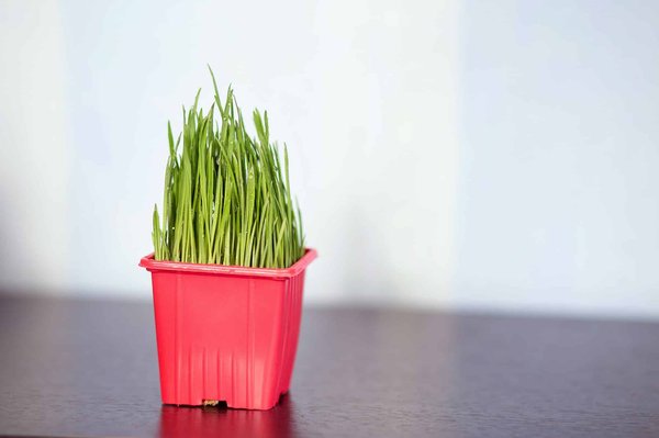 ¿Cómo evitar la hinchazón después de las comidas?